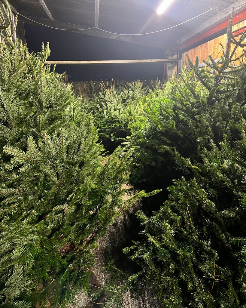 Fresh Cut Christmas Trees at McGaughs