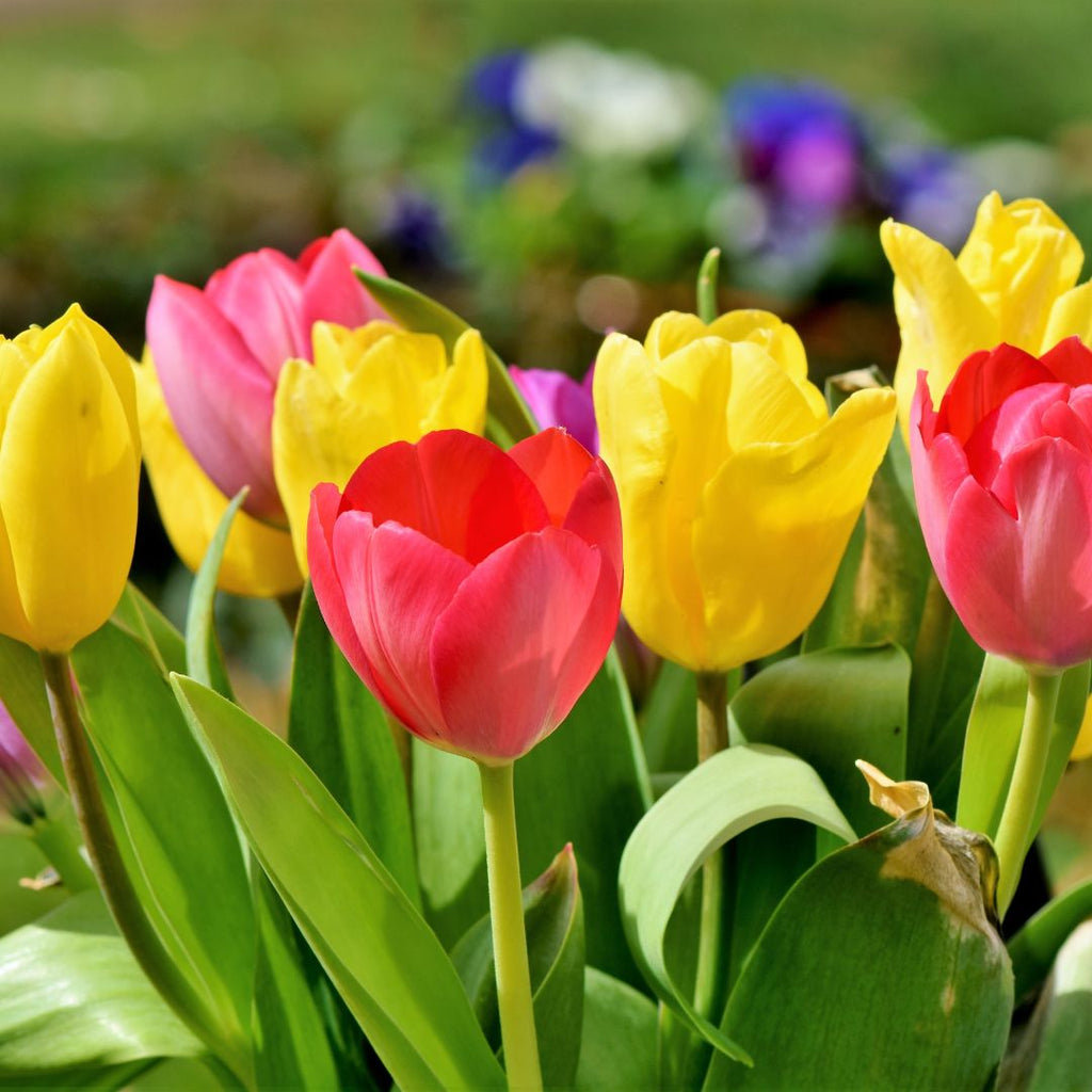 How to Plant Tulip Bulbs