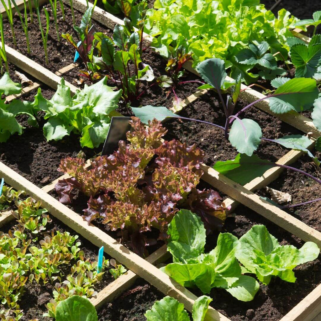 Vegetables growing 