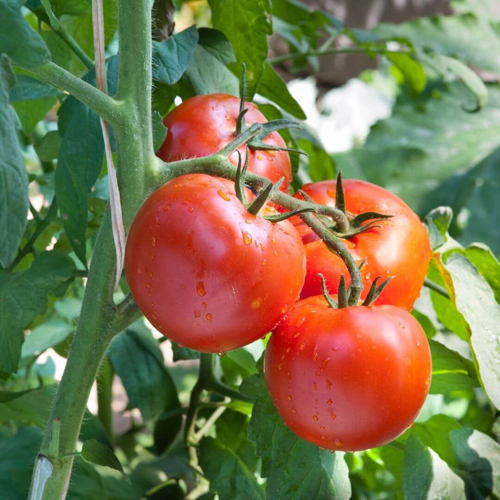 Tomatoes Growing