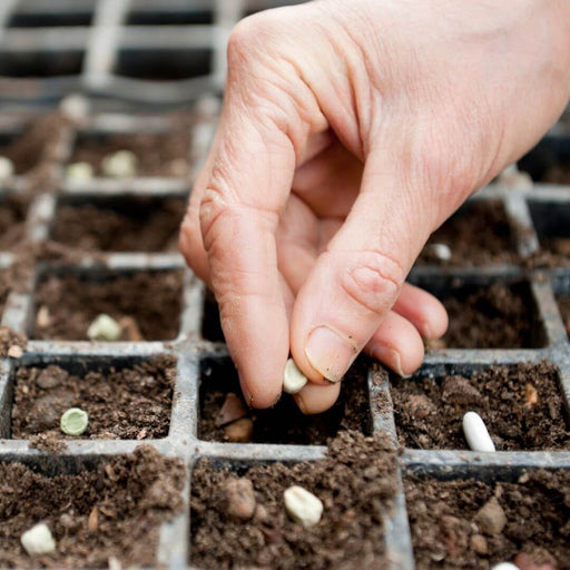 Growing your own from seeds 