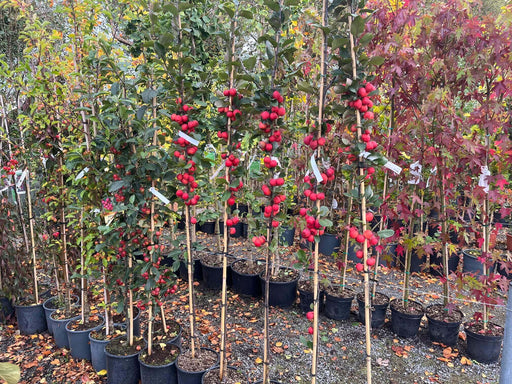 Selection of Trees in McGaugh's Gardening Complex