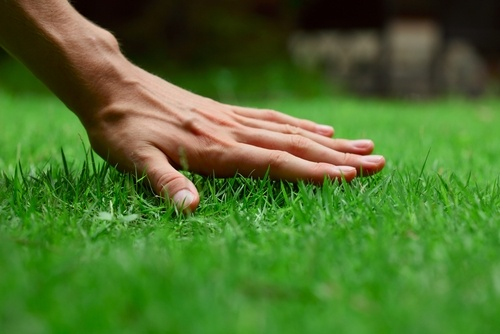 Lush Green Lawn