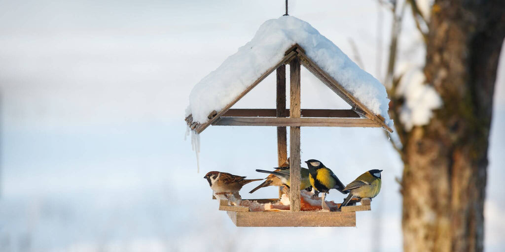 Birds eating from a bird box