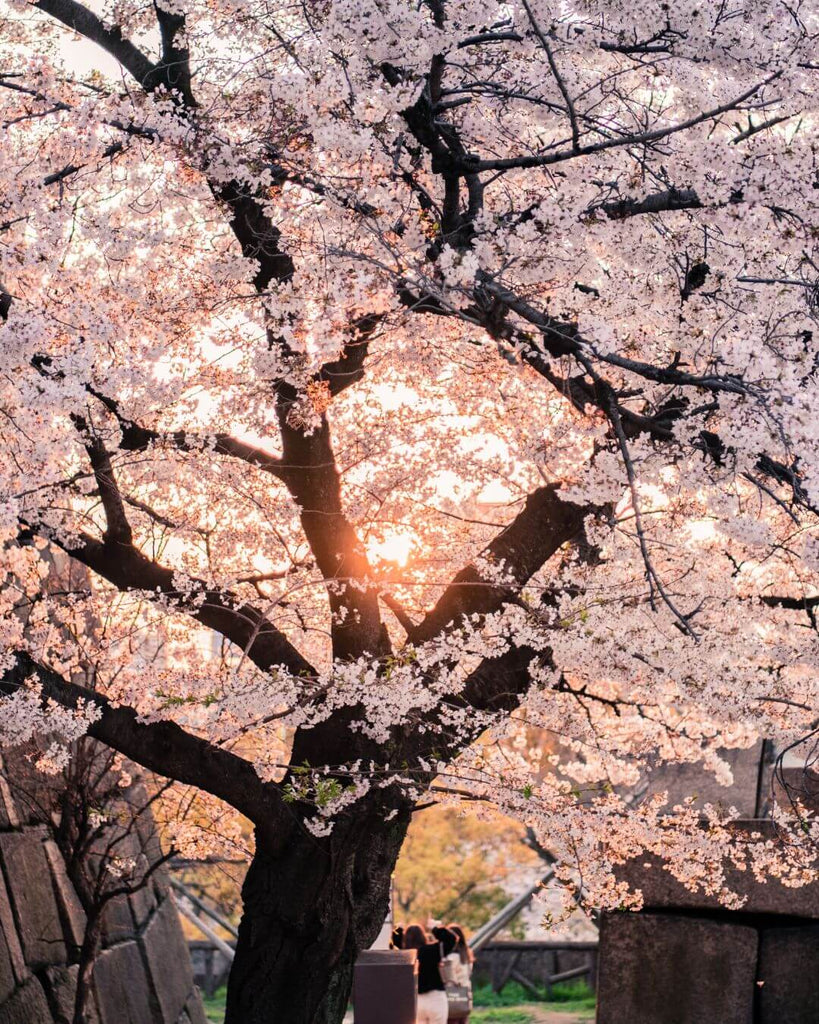 Cherry Blossom Tree