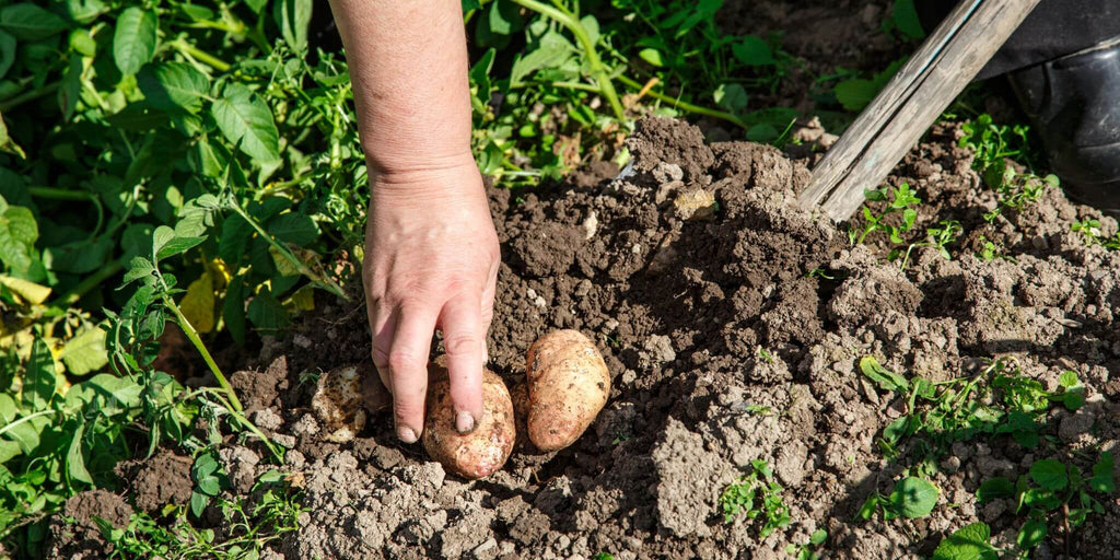 Planting Seed Potatoes