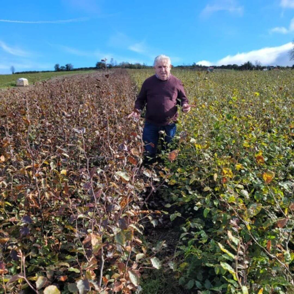 Ger standing in a field of hedging