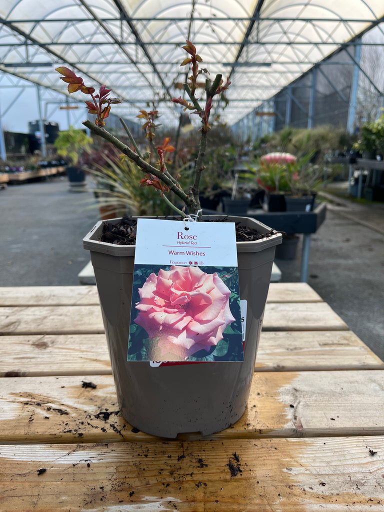 Hybrid Tea Rose Warm Wishes 