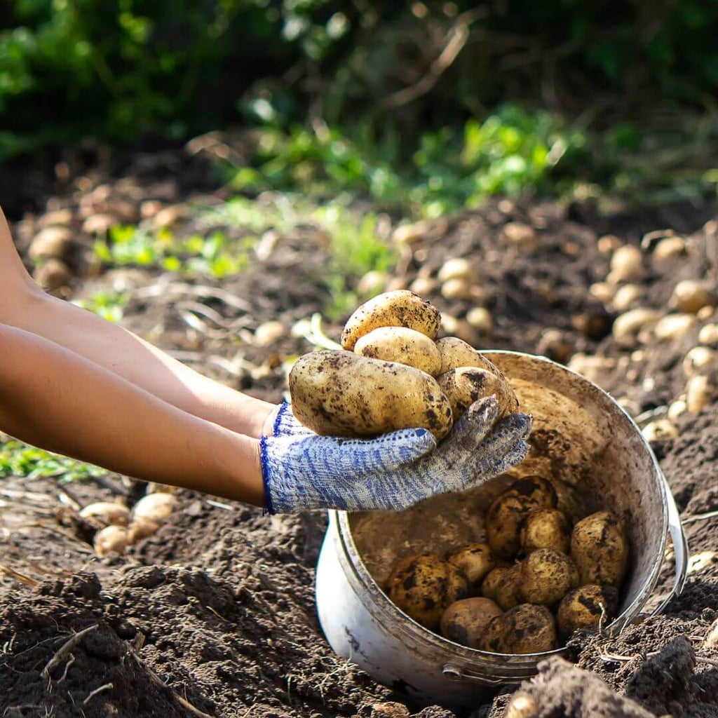 Digging Seed Potatoes