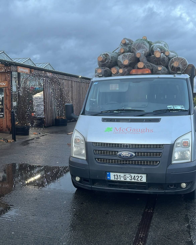 Fresh Cut Christmas trees on McGaughs truck